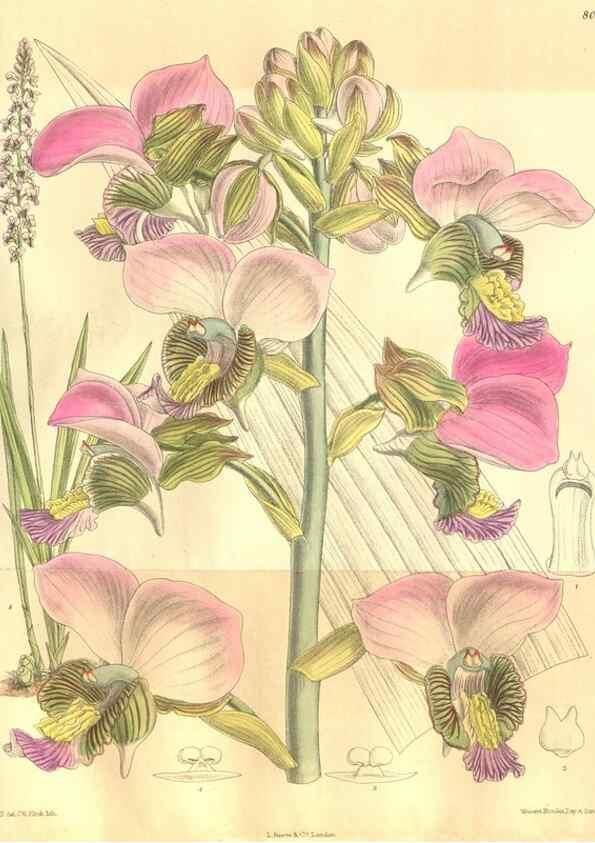 Reproducción/Reproduction 35974355195: Curtis's botanical magazine.. London ; New York [etc.] :Academic Press [etc.]
