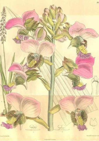 Reproducción/Reproduction 35974355195: Curtis's botanical magazine.. London ; New York [etc.] :Academic Press [etc.]