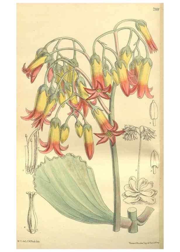 Reproducción/Reproduction 35803061872: Curtis's botanical magazine.. London ; New York [etc.] :Academic Press [etc.]