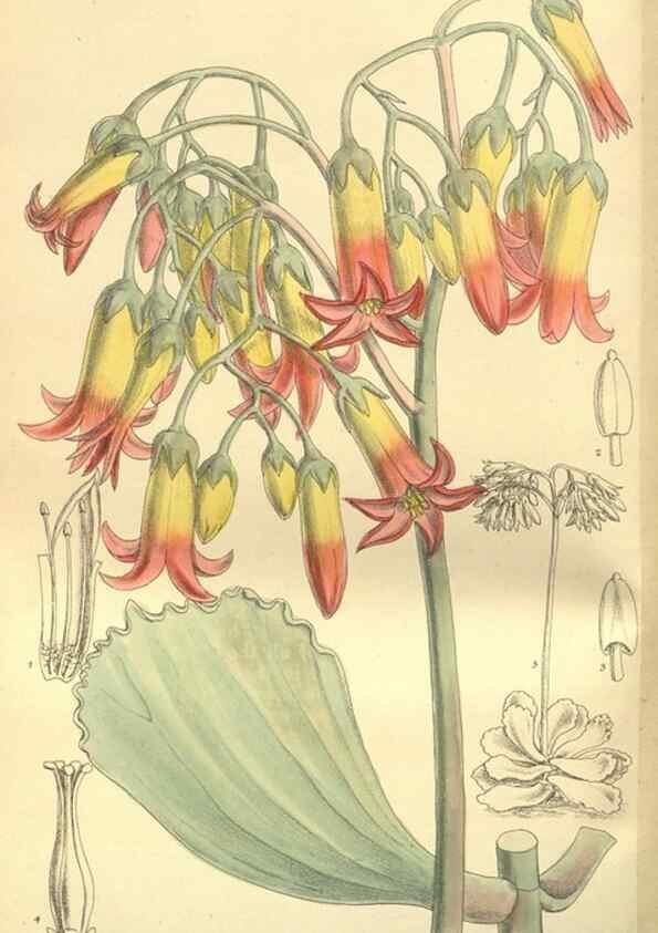 Reproducción/Reproduction 35803061872: Curtis's botanical magazine.. London ; New York [etc.] :Academic Press [etc.]