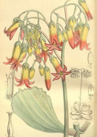 Reproducción/Reproduction 35803061872: Curtis's botanical magazine.. London ; New York [etc.] :Academic Press [etc.]