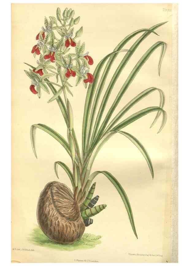 Reproducción/Reproduction 35974120995: Curtis's botanical magazine.. London ; New York [etc.] :Academic Press [etc.]