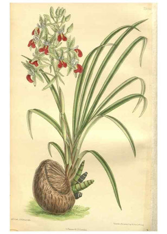 Reproducción/Reproduction 35974120995: Curtis's botanical magazine.. London ; New York [etc.] :Academic Press [etc.]