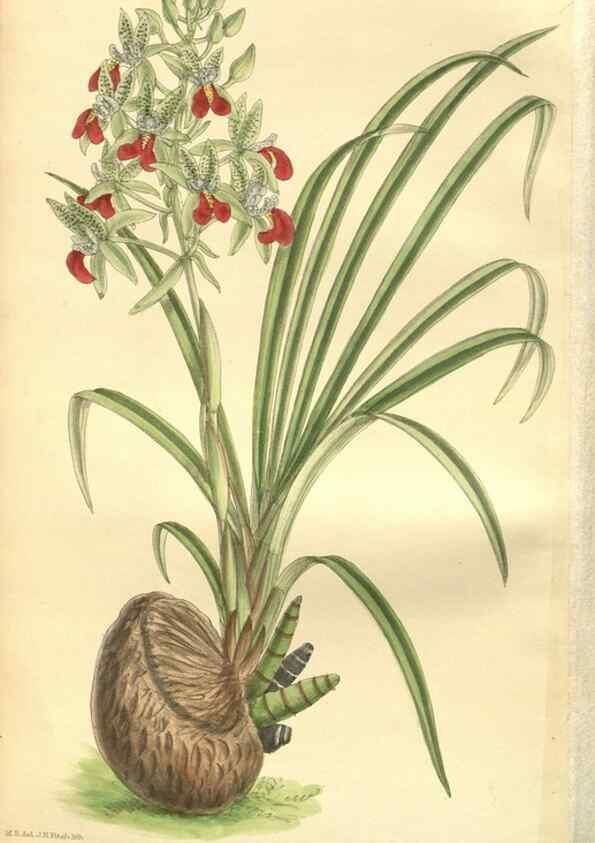 Reproducción/Reproduction 35974120995: Curtis's botanical magazine.. London ; New York [etc.] :Academic Press [etc.]