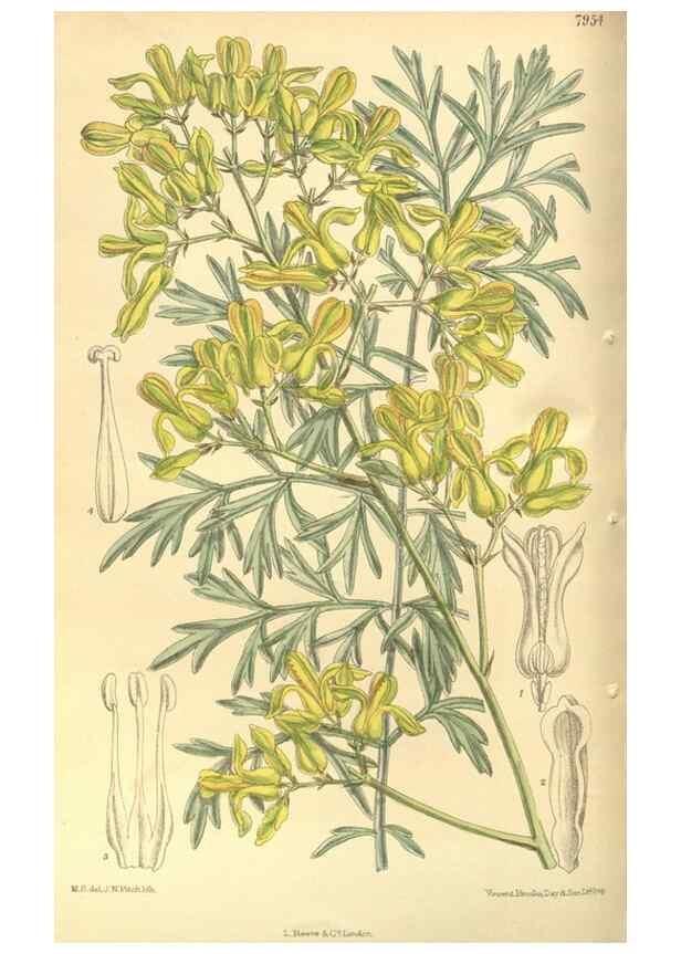 Reproducción/Reproduction 35585047090: Curtis's botanical magazine.. London ; New York [etc.] :Academic Press [etc.]