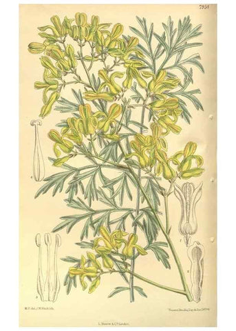 Reproducción/Reproduction 35585047090: Curtis's botanical magazine.. London ; New York [etc.] :Academic Press [etc.]