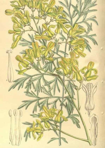 Reproducción/Reproduction 35585047090: Curtis's botanical magazine.. London ; New York [etc.] :Academic Press [etc.]