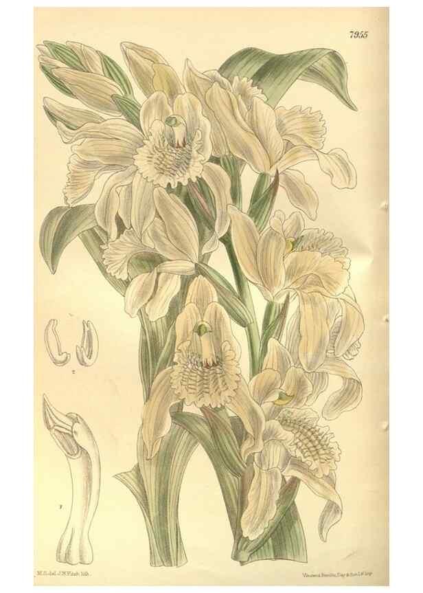 Reproducción/Reproduction 35585049570: Curtis's botanical magazine.. London ; New York [etc.] :Academic Press [etc.]