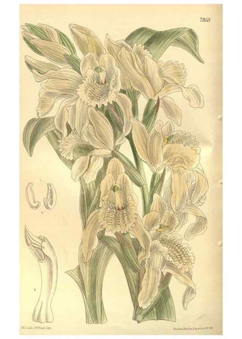 Reproducción/Reproduction 35585049570: Curtis's botanical magazine.. London ; New York [etc.] :Academic Press [etc.]