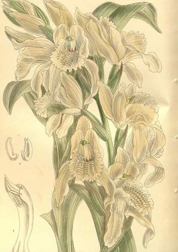 Reproducción/Reproduction 35585049570: Curtis's botanical magazine.. London ; New York [etc.] :Academic Press [etc.]