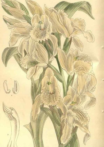Reproducción/Reproduction 35585049570: Curtis's botanical magazine.. London ; New York [etc.] :Academic Press [etc.]