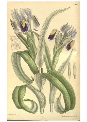 Reproducción/Reproduction 35134169694: Curtis's botanical magazine.. London ; New York [etc.] :Academic Press [etc.]