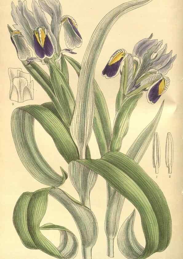 Reproducción/Reproduction 35134169694: Curtis's botanical magazine.. London ; New York [etc.] :Academic Press [etc.]