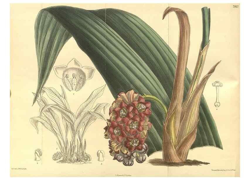 Reproducción/Reproduction 35134172254: Curtis's botanical magazine.. London ; New York [etc.] :Academic Press [etc.]