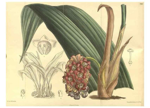 Reproducción/Reproduction 35134172254: Curtis's botanical magazine.. London ; New York [etc.] :Academic Press [etc.]