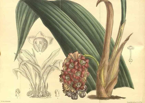 Reproducción/Reproduction 35134172254: Curtis's botanical magazine.. London ; New York [etc.] :Academic Press [etc.]