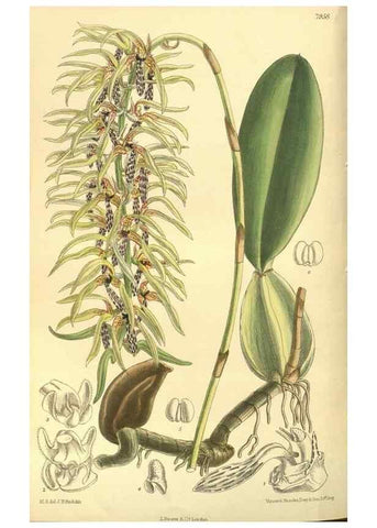 Reproducción/Reproduction 35134175534: Curtis's botanical magazine.. London ; New York [etc.] :Academic Press [etc.]
