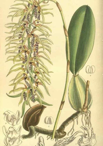 Reproducción/Reproduction 35134175534: Curtis's botanical magazine.. London ; New York [etc.] :Academic Press [etc.]