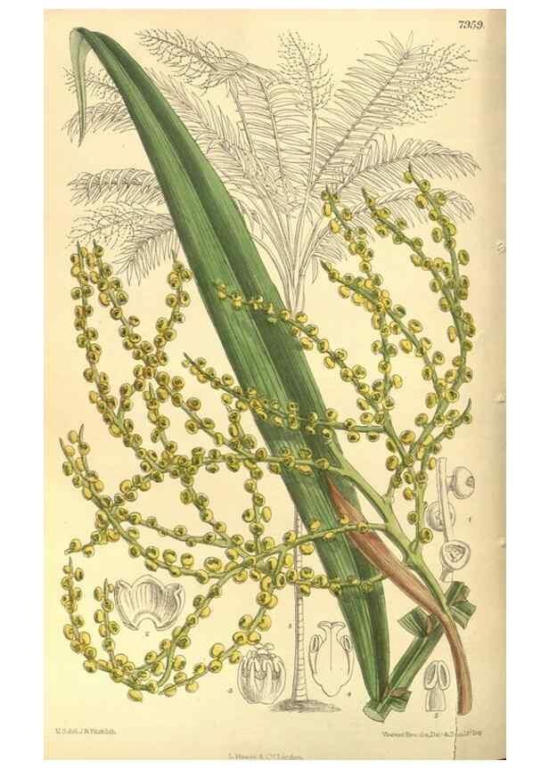 Reproducción/Reproduction 35134178744: Curtis's botanical magazine.. London ; New York [etc.] :Academic Press [etc.]