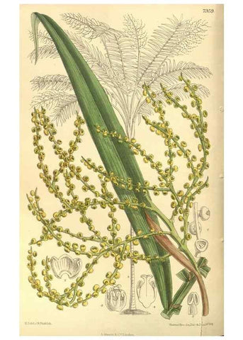 Reproducción/Reproduction 35134178744: Curtis's botanical magazine.. London ; New York [etc.] :Academic Press [etc.]