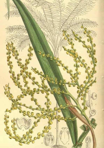 Reproducción/Reproduction 35134178744: Curtis's botanical magazine.. London ; New York [etc.] :Academic Press [etc.]