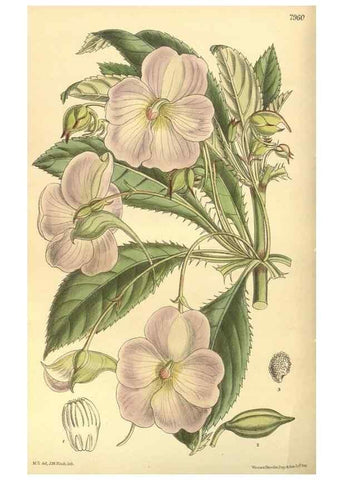 Reproducción/Reproduction 35585059520: Curtis's botanical magazine.. London ; New York [etc.] :Academic Press [etc.]
