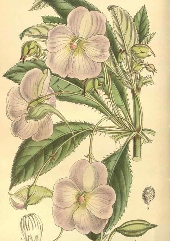 Reproducción/Reproduction 35585059520: Curtis's botanical magazine.. London ; New York [etc.] :Academic Press [etc.]