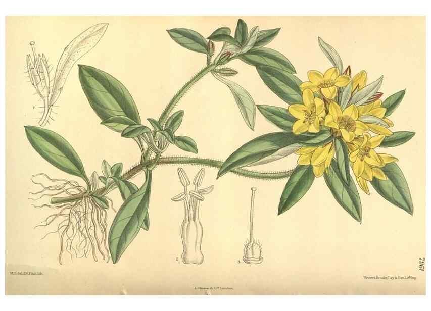 Reproducción/Reproduction 35932721936: Curtis's botanical magazine.. London ; New York [etc.] :Academic Press [etc.]