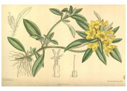 Reproducción/Reproduction 35932721936: Curtis's botanical magazine.. London ; New York [etc.] :Academic Press [etc.]