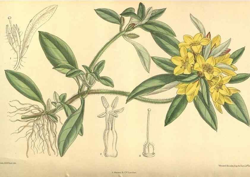 Reproducción/Reproduction 35932721936: Curtis's botanical magazine.. London ; New York [etc.] :Academic Press [etc.]