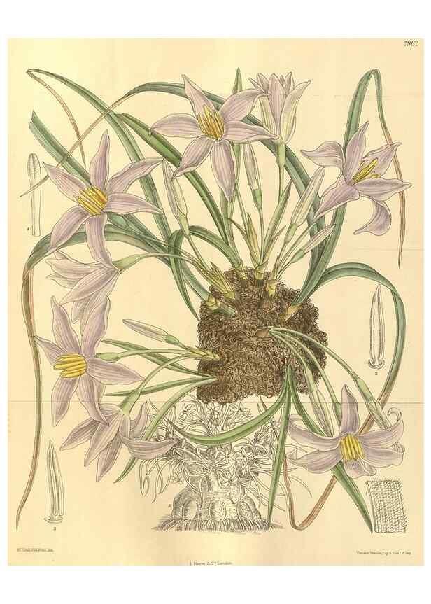 Reproducción/Reproduction 35134187914: Curtis's botanical magazine.. London ; New York [etc.] :Academic Press [etc.]