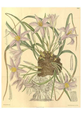 Reproducción/Reproduction 35134187914: Curtis's botanical magazine.. London ; New York [etc.] :Academic Press [etc.]