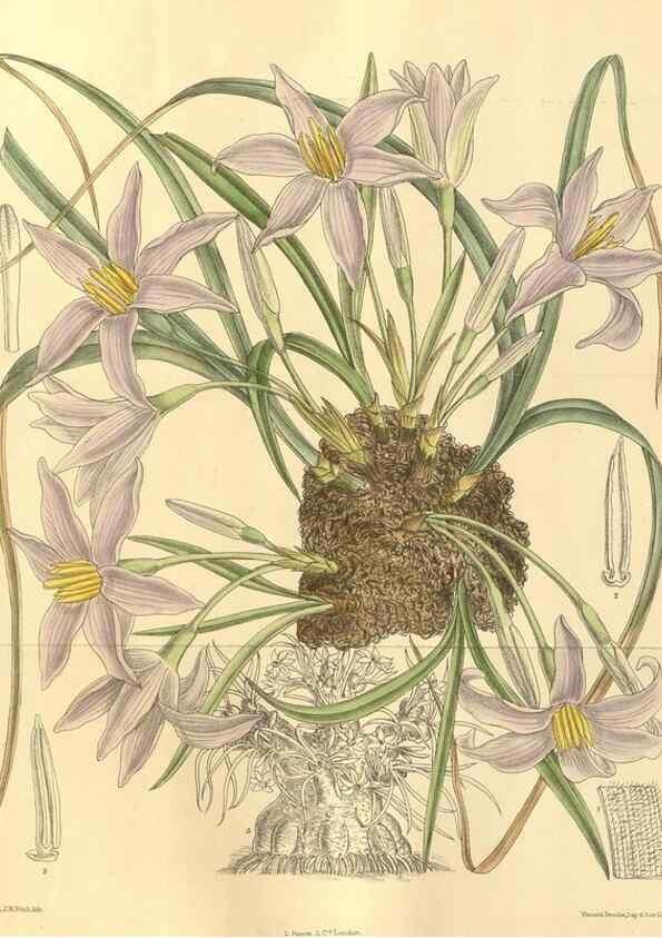Reproducción/Reproduction 35134187914: Curtis's botanical magazine.. London ; New York [etc.] :Academic Press [etc.]