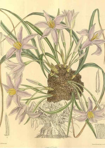 Reproducción/Reproduction 35134187914: Curtis's botanical magazine.. London ; New York [etc.] :Academic Press [etc.]