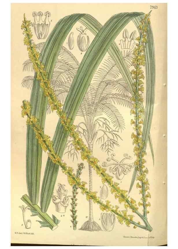 Reproducción/Reproduction 35134191344: Curtis's botanical magazine.. London ; New York [etc.] :Academic Press [etc.]