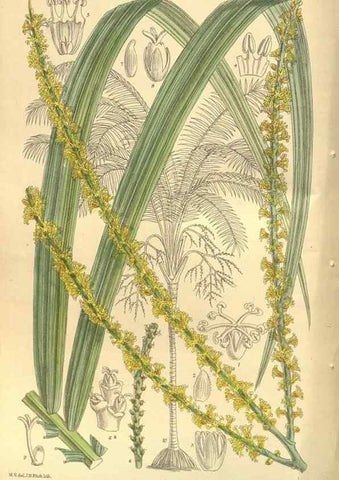 Reproducción/Reproduction 35134191344: Curtis's botanical magazine.. London ; New York [etc.] :Academic Press [etc.]