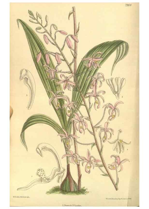 Reproducción/Reproduction 35134194814: Curtis's botanical magazine.. London ; New York [etc.] :Academic Press [etc.]