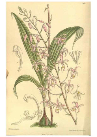 Reproducción/Reproduction 35134194814: Curtis's botanical magazine.. London ; New York [etc.] :Academic Press [etc.]
