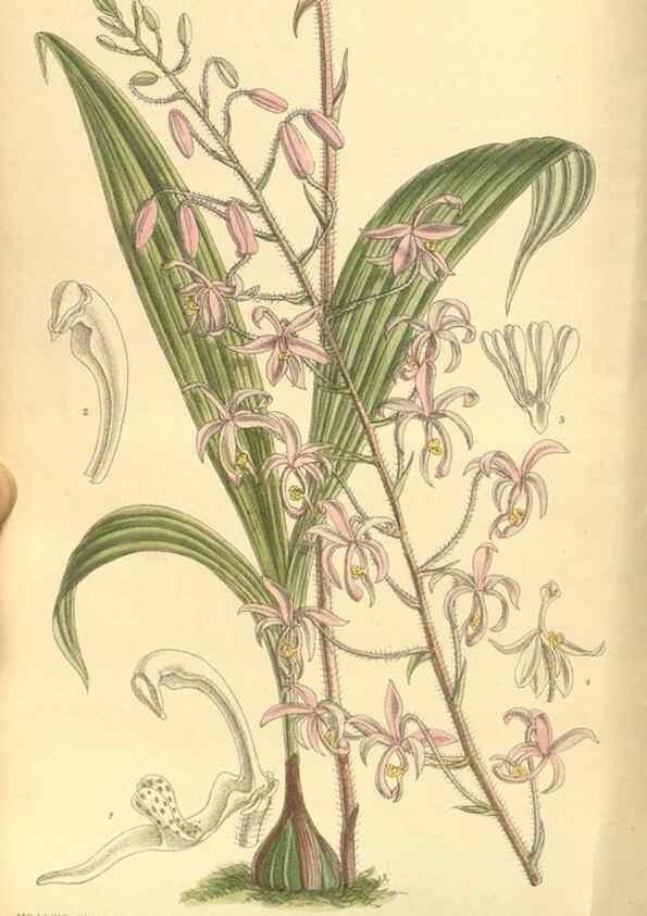 Reproducción/Reproduction 35134194814: Curtis's botanical magazine.. London ; New York [etc.] :Academic Press [etc.]