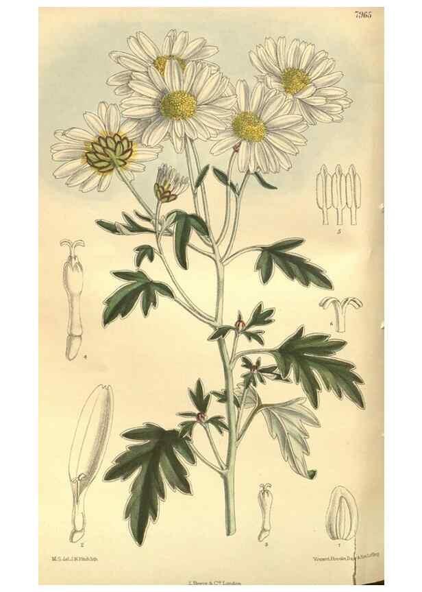 Reproducción/Reproduction 35134198344: Curtis's botanical magazine.. London ; New York [etc.] :Academic Press [etc.]