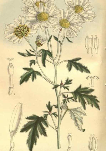 Reproducción/Reproduction 35134198344: Curtis's botanical magazine.. London ; New York [etc.] :Academic Press [etc.]