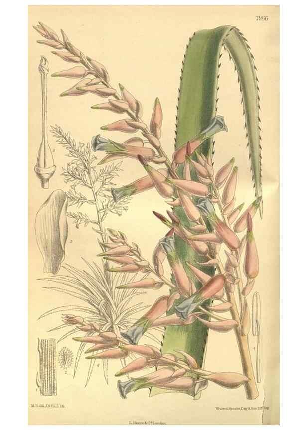Reproducción/Reproduction 35134202444: Curtis's botanical magazine.. London ; New York [etc.] :Academic Press [etc.]