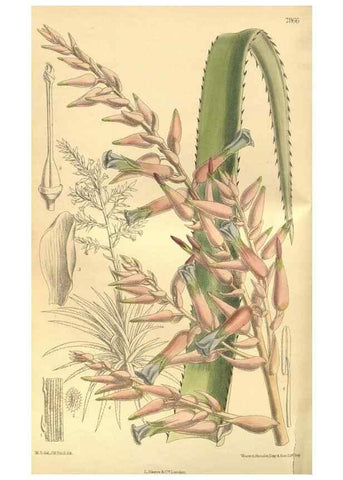 Reproducción/Reproduction 35134202444: Curtis's botanical magazine.. London ; New York [etc.] :Academic Press [etc.]