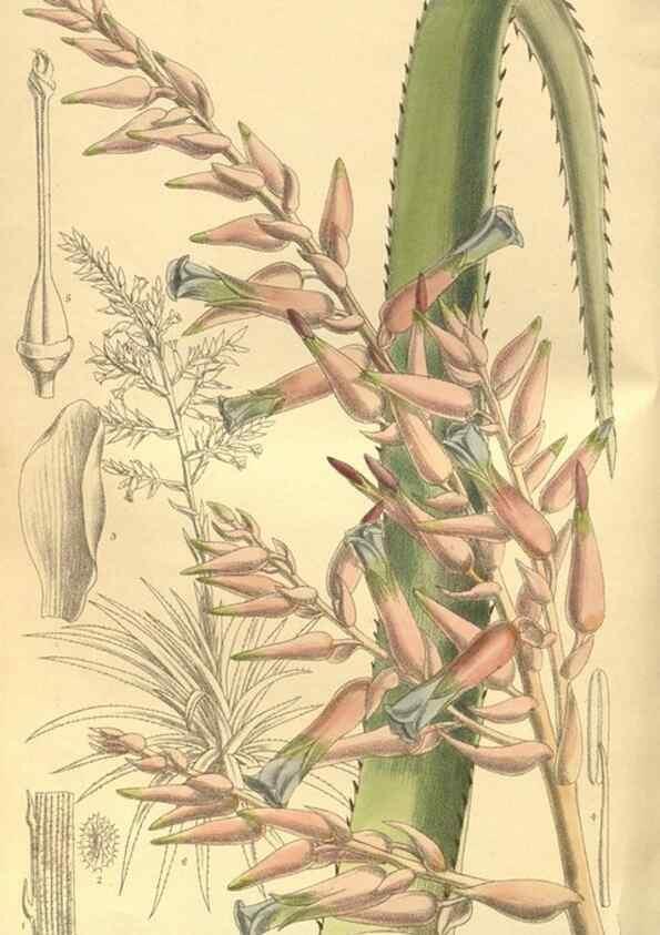Reproducción/Reproduction 35134202444: Curtis's botanical magazine.. London ; New York [etc.] :Academic Press [etc.]