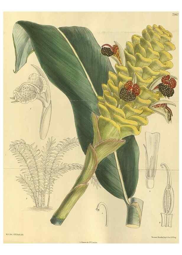 Reproducción/Reproduction 35134205924: Curtis's botanical magazine.. London ; New York [etc.] :Academic Press [etc.]