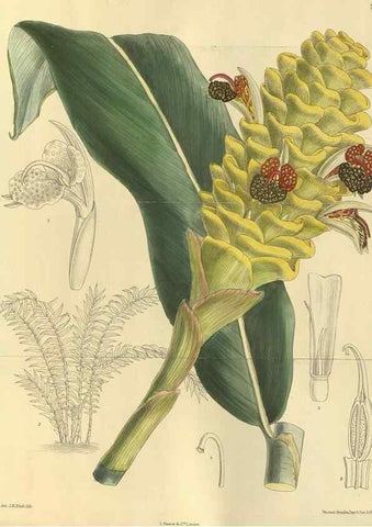 Reproducción/Reproduction 35134205924: Curtis's botanical magazine.. London ; New York [etc.] :Academic Press [etc.]
