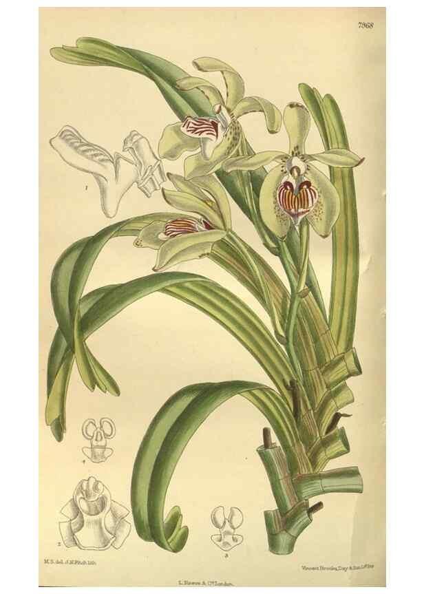 Reproducción/Reproduction 35932737486: Curtis's botanical magazine.. London ; New York [etc.] :Academic Press [etc.]