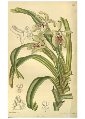 Reproducción/Reproduction 35932737486: Curtis's botanical magazine.. London ; New York [etc.] :Academic Press [etc.]