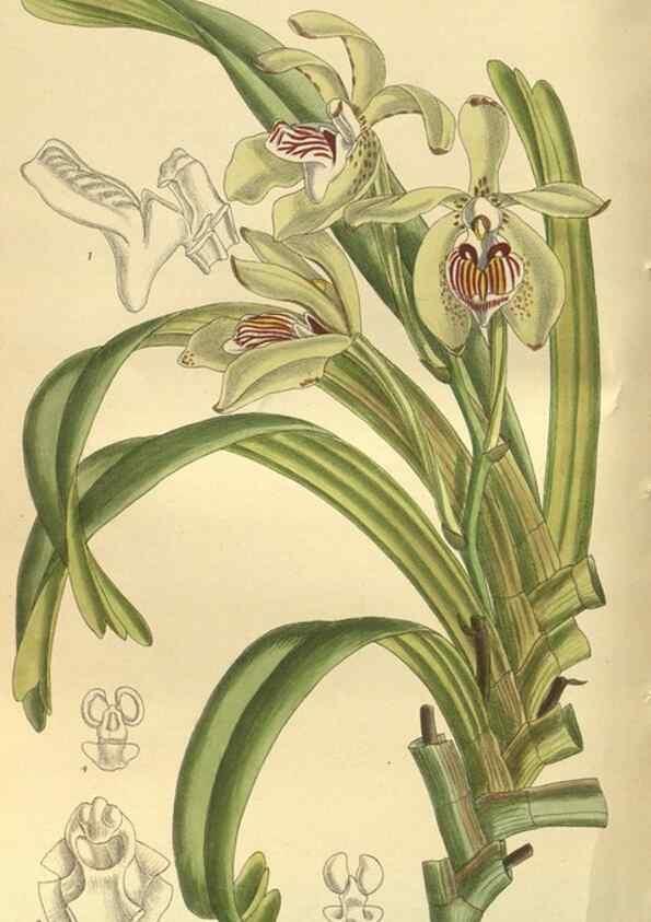 Reproducción/Reproduction 35932737486: Curtis's botanical magazine.. London ; New York [etc.] :Academic Press [etc.]