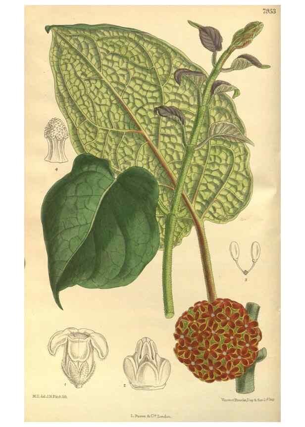 Reproducción/Reproduction 35585044700: Curtis's botanical magazine.. London ; New York [etc.] :Academic Press [etc.]